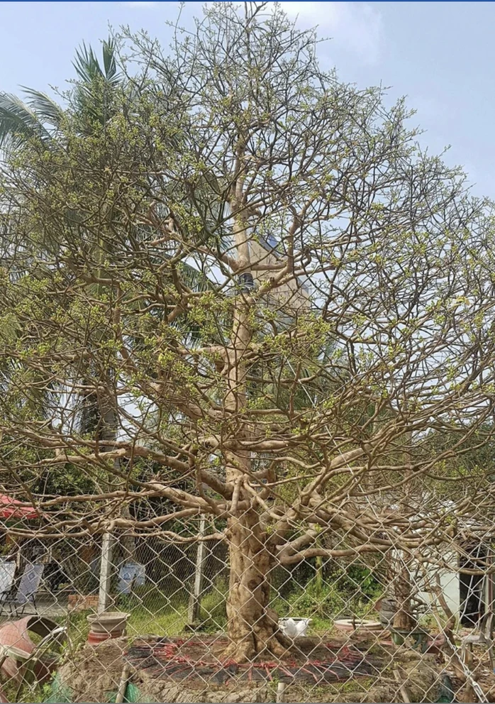 Vụ tịch thu 42 cây mai vàng "không giấy tờ": Người trồng mai ở miền Tây lo ngại Vụ tịch thu 42 cây mai vàng "không giấy tờ": Người trồng mai ở miền Tây lo ngại