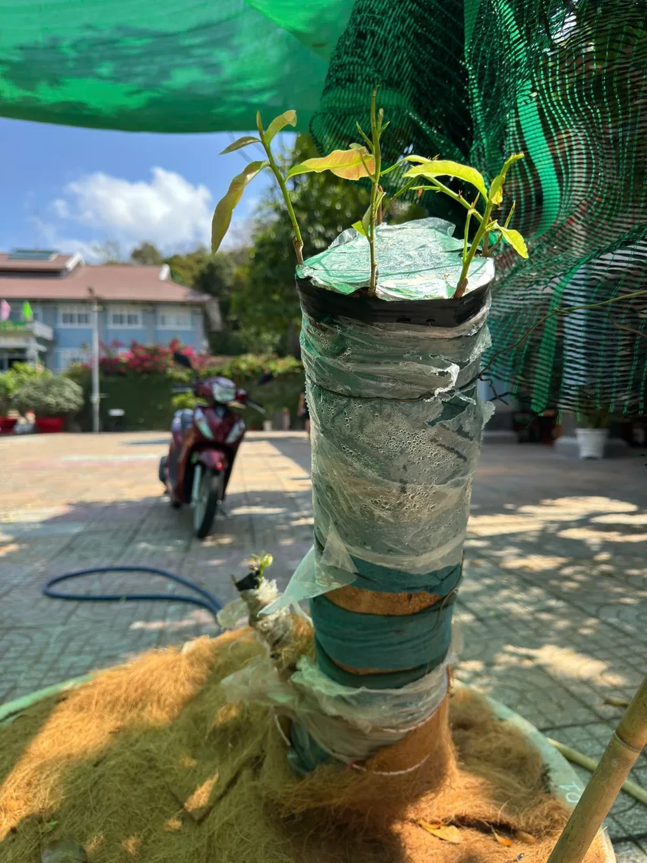 Vụ tịch thu 42 gốc mai ở Côn Đảo: Trả lại 21 gốc sau khi chủ sở hữu chứng minh được nguồn gốc Vụ tịch thu 42 gốc mai ở Côn Đảo: Trả lại 21 gốc sau khi chủ sở hữu chứng minh được nguồn gốc