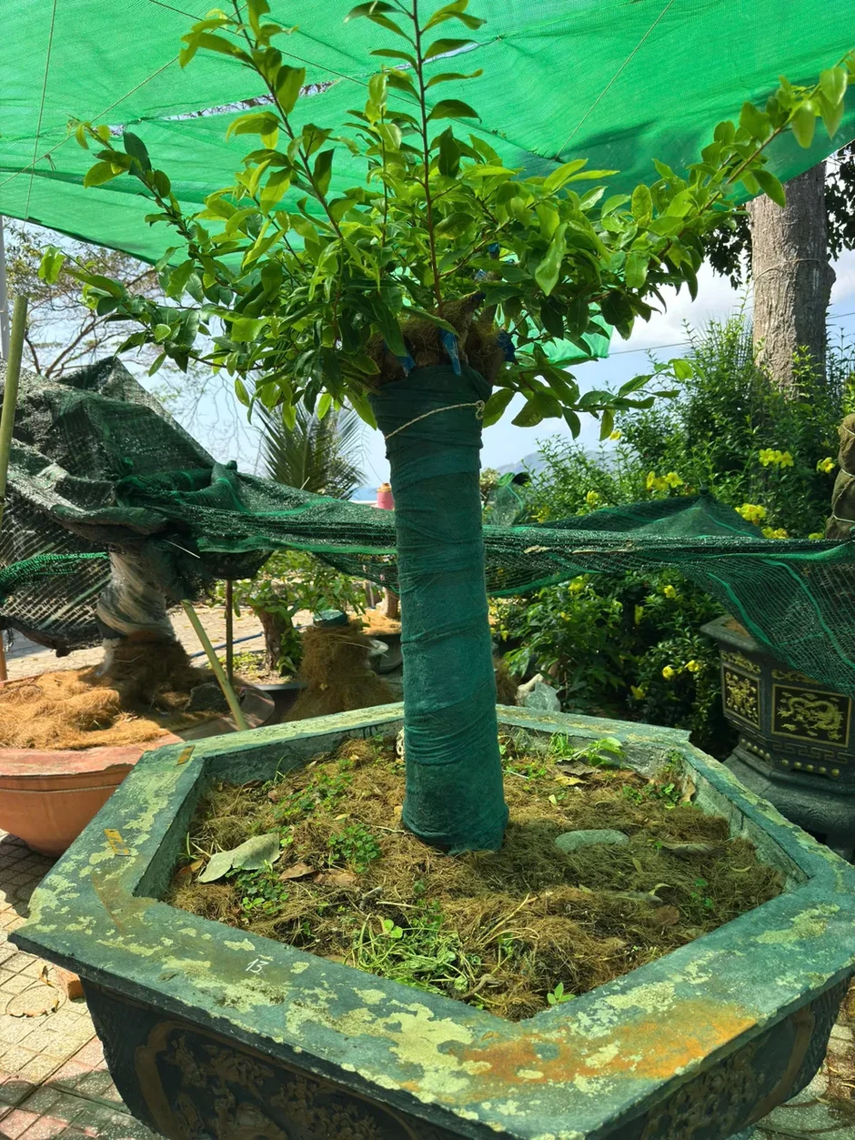 Vụ tịch thu 42 gốc mai ở Côn Đảo: Trả lại 21 gốc sau khi chủ sở hữu chứng minh được nguồn gốc Vụ tịch thu 42 gốc mai ở Côn Đảo: Trả lại 21 gốc sau khi chủ sở hữu chứng minh được nguồn gốc
