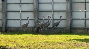 Vườn Quốc gia Tràm Chim tiếp nhận thêm 6 cá thể sếu đầu đỏ từ Thái Lan