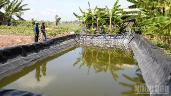 Xã cù lao ven biển tỉnh Đồng Tháp chủ động ứng phó hạn, mặn