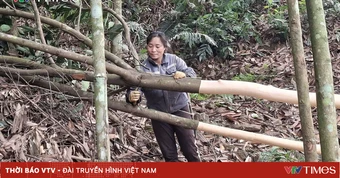 Xã Trung Sơn (Phú Thọ): Cây quế “chìa khóa” mở lối thoát nghèo bền vững