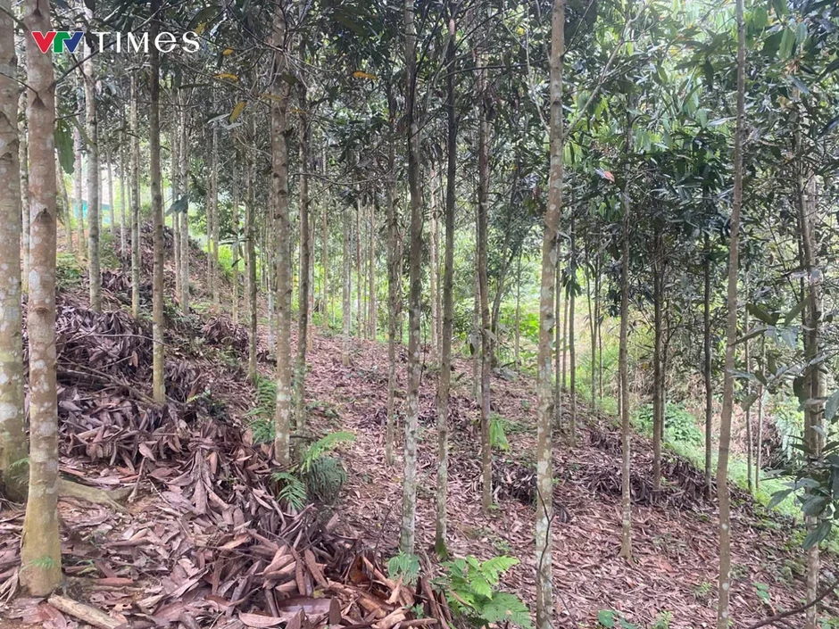 Xã Trung Sơn (Phú Thọ): Cây quế “chìa khóa” mở lối thoát nghèo bền vững Xã Trung Sơn (Phú Thọ): Cây quế “chìa khóa” mở lối thoát nghèo bền vững