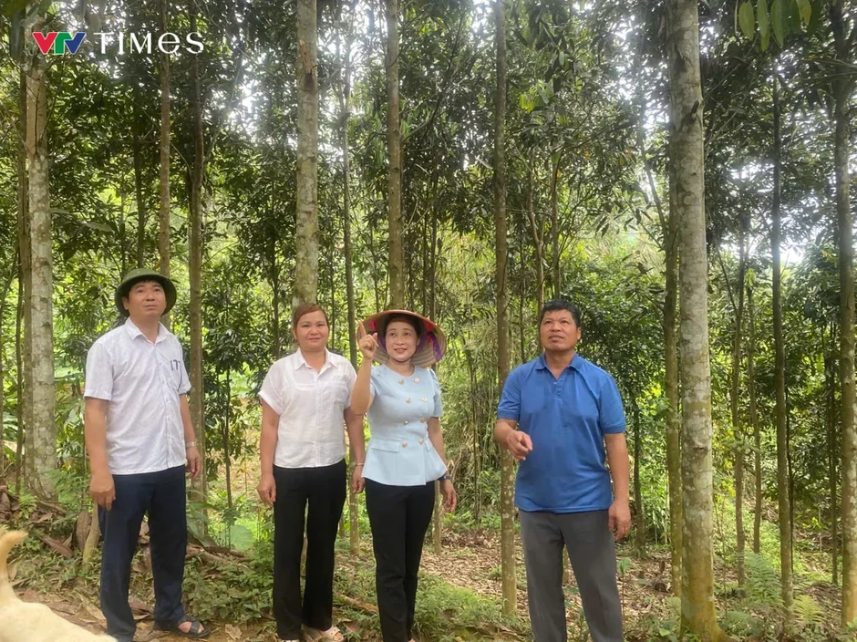 Xã Trung Sơn (Phú Thọ): Cây quế “chìa khóa” mở lối thoát nghèo bền vững Xã Trung Sơn (Phú Thọ): Cây quế “chìa khóa” mở lối thoát nghèo bền vững
