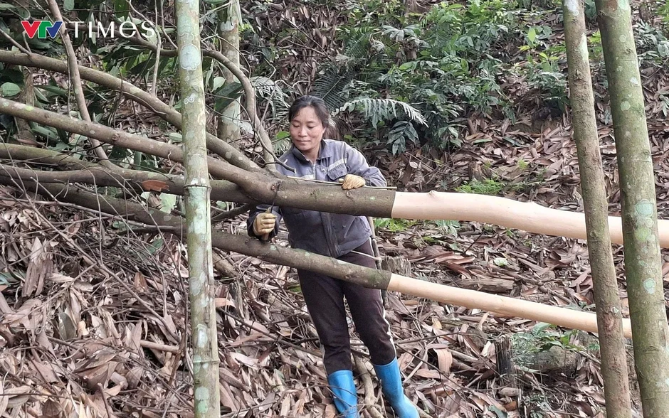 Xã Trung Sơn (Phú Thọ): Cây quế “chìa khóa” mở lối thoát nghèo bền vững Xã Trung Sơn (Phú Thọ): Cây quế “chìa khóa” mở lối thoát nghèo bền vững
