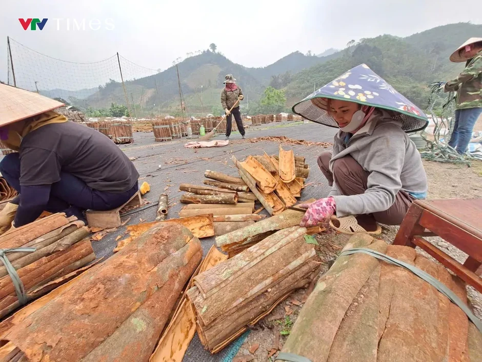 Xã Trung Sơn (Phú Thọ): Cây quế “chìa khóa” mở lối thoát nghèo bền vững Xã Trung Sơn (Phú Thọ): Cây quế “chìa khóa” mở lối thoát nghèo bền vững