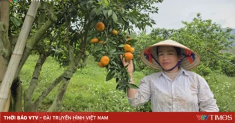 Xã vùng cao Thu Cúc (Phú Thọ): Phát triển kinh tế đồi rừng – hướng đi bền vững giúp người dân xóa đói giảm nghèo