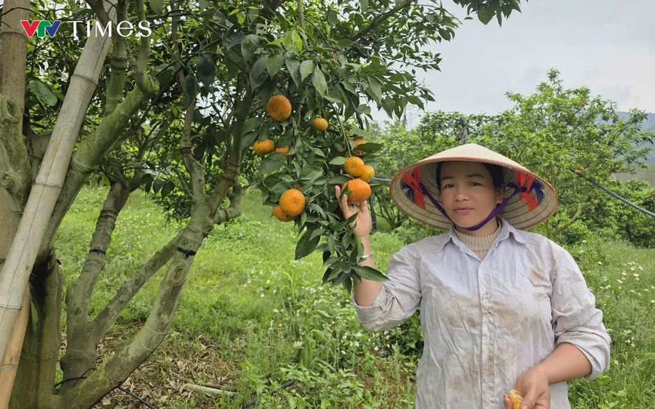 Xã vùng cao Thu Cúc (Phú Thọ): Phát triển kinh tế đồi rừng – hướng đi bền vững giúp người dân xóa đói giảm nghèo Xã vùng cao Thu Cúc (Phú Thọ): Phát triển kinh tế đồi rừng – hướng đi bền vững giúp người dân xóa đói giảm nghèo
