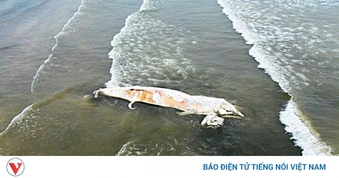 Xác cá voi dài gần 10m dạt vào bờ biển Nghệ An