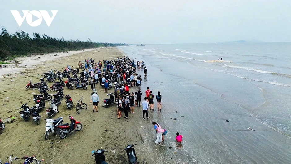 Xác cá voi dài gần 10m dạt vào bờ biển Nghệ An Xác cá voi dài gần 10m dạt vào bờ biển Nghệ An