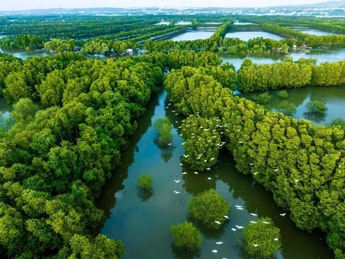 Xác định “đàn chim lạ” ở khu sinh thái Cồn Chim là loài quý hiếm