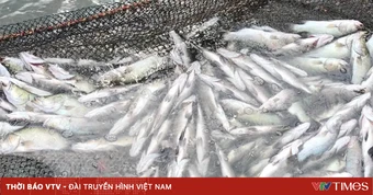 Xác định nguyên nhân hàng chục tấn cá chết bất thường ở Quảng Trị
