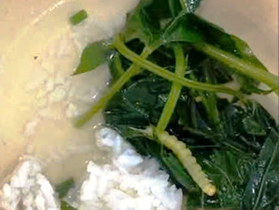 Xác minh phản ánh ‘canh rau có sâu’ tại bếp ăn sinh viên ở TP. Huế Xác minh phản ánh ‘canh rau có sâu’ tại bếp ăn sinh viên ở TP. Huế