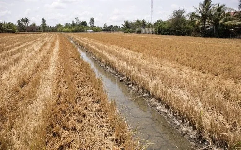 Xâm nhập mặn giảm dần trên toàn Đồng bằng sông Cửu Long Xâm nhập mặn giảm dần trên toàn Đồng bằng sông Cửu Long