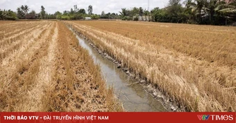 Xâm nhập mặn tại Đồng bằng sông Cửu Long duy trì ở mức cao vào đầu tuần tới