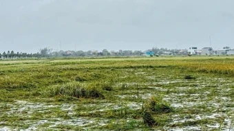 Xây dựng chiến lược ứng phó bền vững