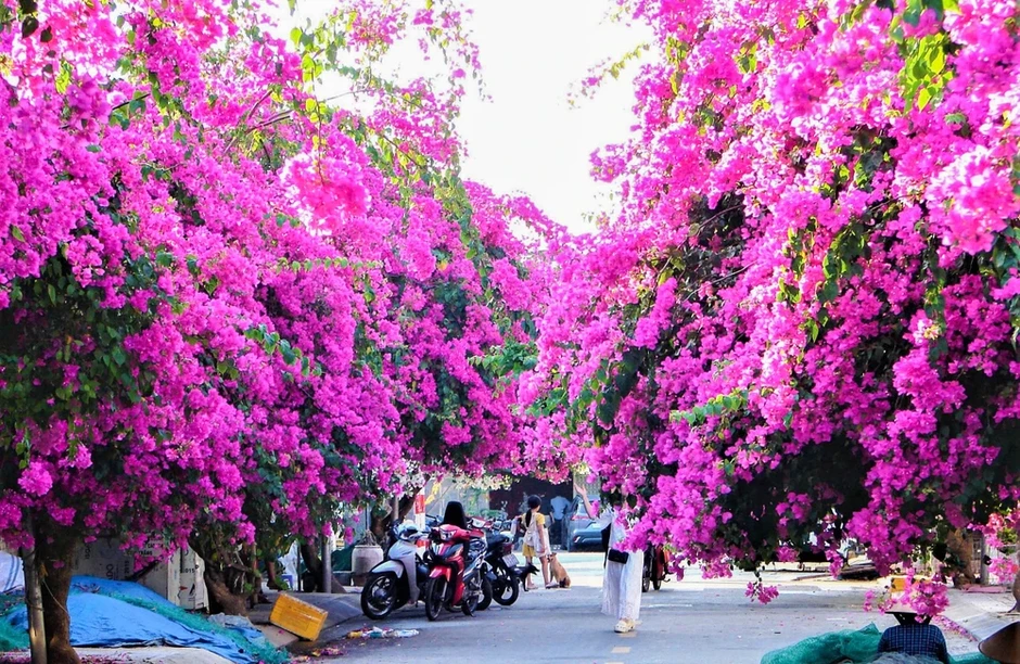Xí chỗ để được check-in con đường hoa giấy tuyệt đẹp ở Nha Trang Xí chỗ để được check-in con đường hoa giấy tuyệt đẹp ở Nha Trang