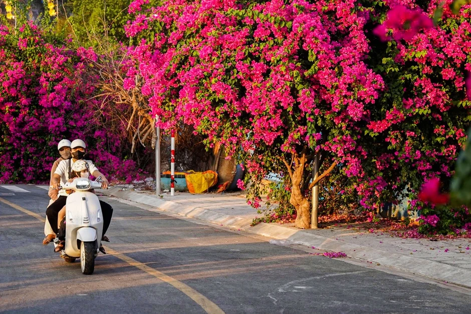 Xí chỗ để được check-in con đường hoa giấy tuyệt đẹp ở Nha Trang Xí chỗ để được check-in con đường hoa giấy tuyệt đẹp ở Nha Trang