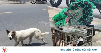 Xử lý chó thả rông tại TP.HCM: Nơi quyết liệt, nơi bỏ ngỏ