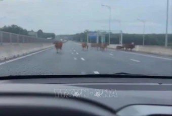 Xử lý sự cố đàn bò đi vào tuyến cao tốc Vạn Ninh - Cam Lộ
