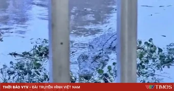 Xử phạt người cung cấp thông tin sai sự thật về cá sấu xuất hiện trên kênh