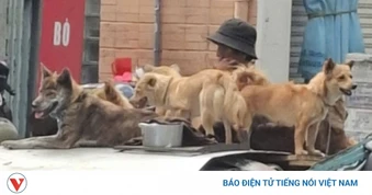 Xuất hiện 7 ổ dịch bệnh dại trên đàn chó ở Đồng Tháp