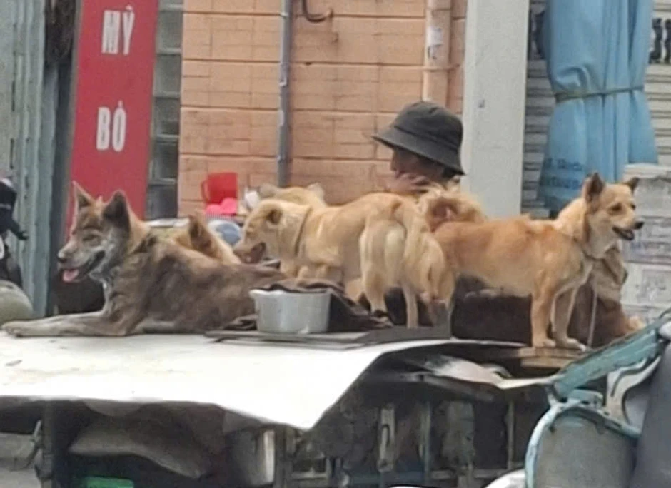 Xuất hiện 7 ổ dịch bệnh dại trên đàn chó ở Đồng Tháp