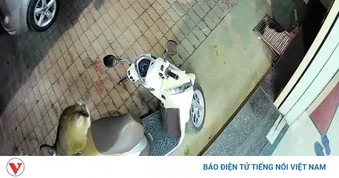 Xuất hiện cá thể khỉ hoang dã giữa lòng đô thị ở Sơn La