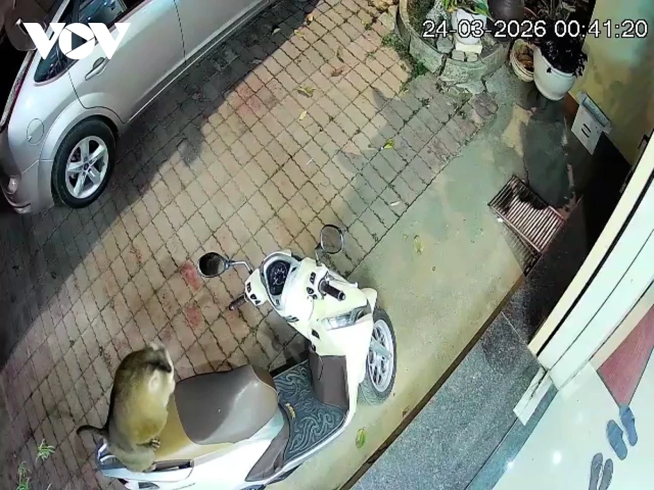 Xuất hiện cá thể khỉ hoang dã giữa lòng đô thị ở Sơn La Xuất hiện cá thể khỉ hoang dã giữa lòng đô thị ở Sơn La