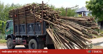 Xuất hiện nhiều xe tải chở keo tràm quá khổ trên đường gây mất an toàn