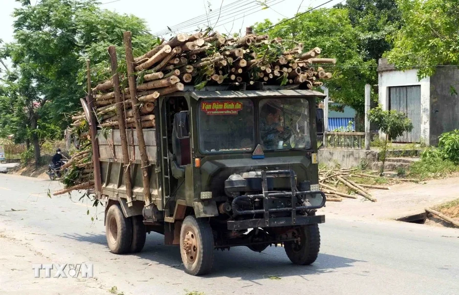 Xuất hiện nhiều xe tải chở keo tràm quá khổ trên đường gây mất an toàn Xuất hiện nhiều xe tải chở keo tràm quá khổ trên đường gây mất an toàn