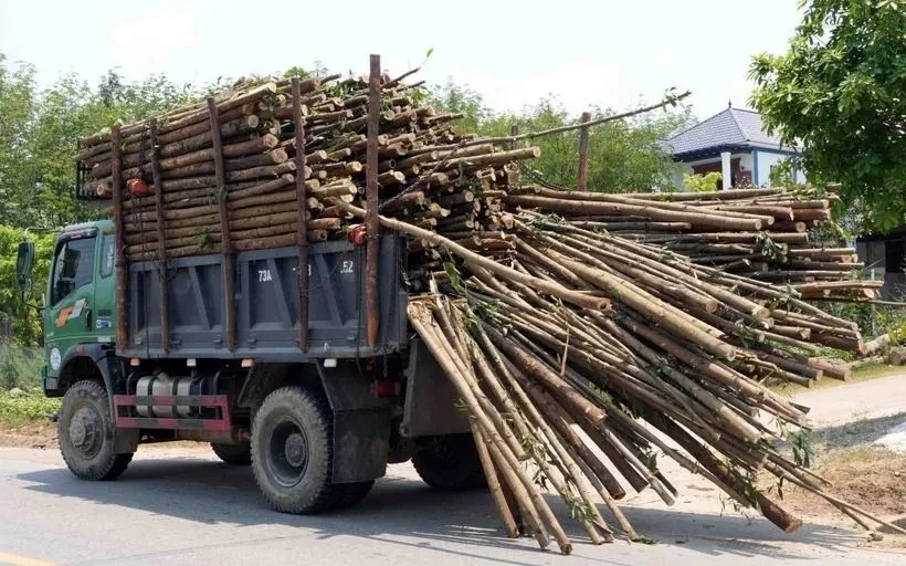 Xuất hiện nhiều xe tải chở keo tràm quá khổ trên đường gây mất an toàn Xuất hiện nhiều xe tải chở keo tràm quá khổ trên đường gây mất an toàn