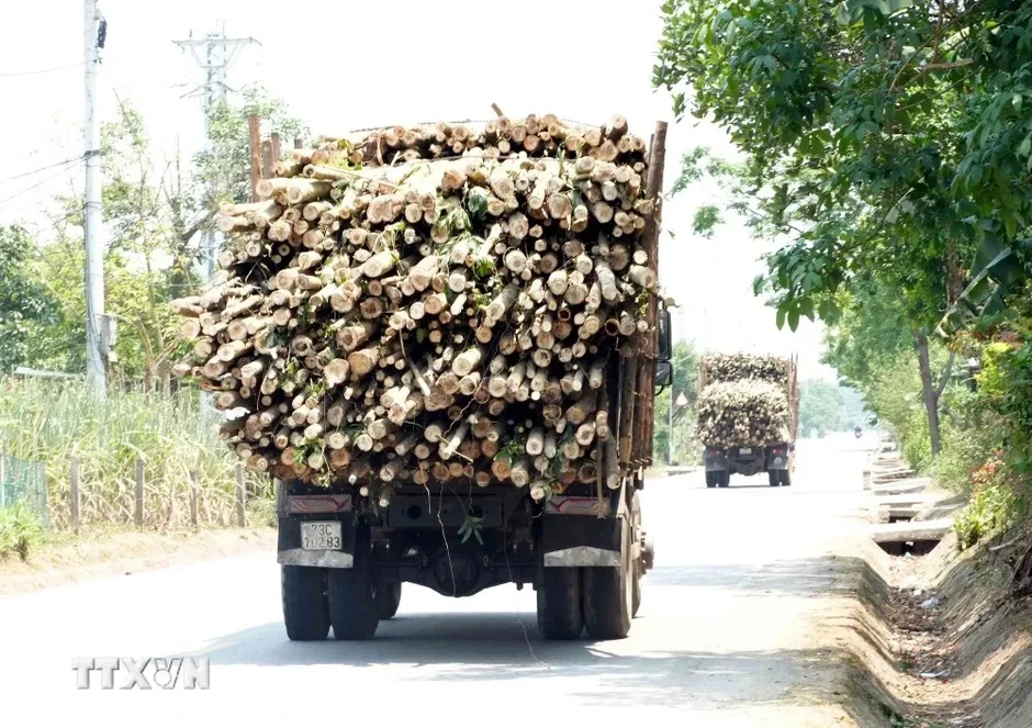 Xuất hiện nhiều xe tải chở keo tràm quá khổ trên đường gây mất an toàn Xuất hiện nhiều xe tải chở keo tràm quá khổ trên đường gây mất an toàn