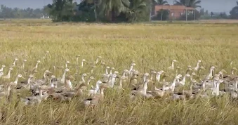 Xuất hiện ổ dịch cúm gia cầm H5N1 tại Đồng Tháp