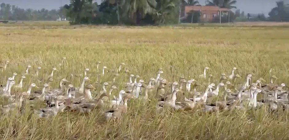 Xuất hiện ổ dịch cúm gia cầm H5N1 tại Đồng Tháp Xuất hiện ổ dịch cúm gia cầm H5N1 tại Đồng Tháp
