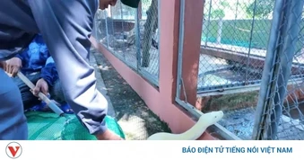 Xuất hiện trăn bạch tạng quý hiếm ở Chợ Gạo, Đồng Tháp