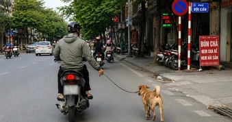 Những câu hỏi điểm liệt trong bài thi lý thuyết sát hạch lái xe (Phần 3)